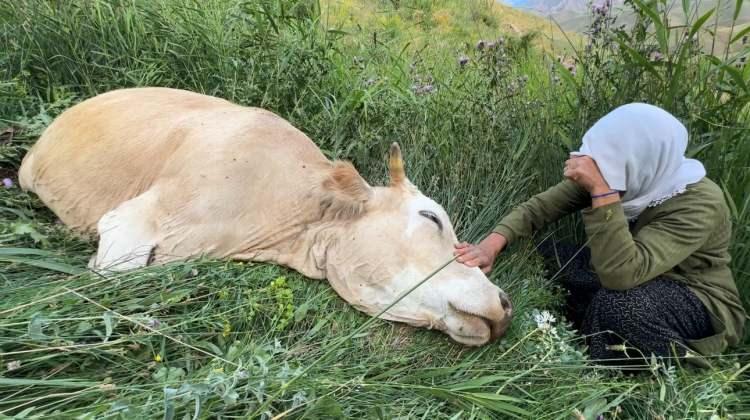 <p>Hakkari&rsquo;nin Y&uuml;ksekova il&ccedil;esinde ailesinin tek ge&ccedil;im kaynağı olan ineği u&ccedil;urumdan d&uuml;şerek telef olan 7 &ccedil;ocuk annesi Ayni &Ouml;zbek&rsquo;e basında yer alan haberlerin ardından yardım eli uzatıldı. <strong><em>İşte &Ouml;zbek ailesini sevince boğan gelişme...</em></strong></p>
