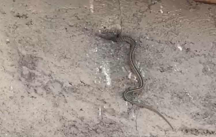 <p>Ev sakinlerinden Servet &Ouml;zmen, evlerinin her k&ouml;şesinden &ccedil;ıkan yılanlar y&uuml;z&uuml;nden g&uuml;nl&uuml;k hayatlarının kabusa d&ouml;nd&uuml;ğ&uuml;n&uuml; s&ouml;yledi.</p>
