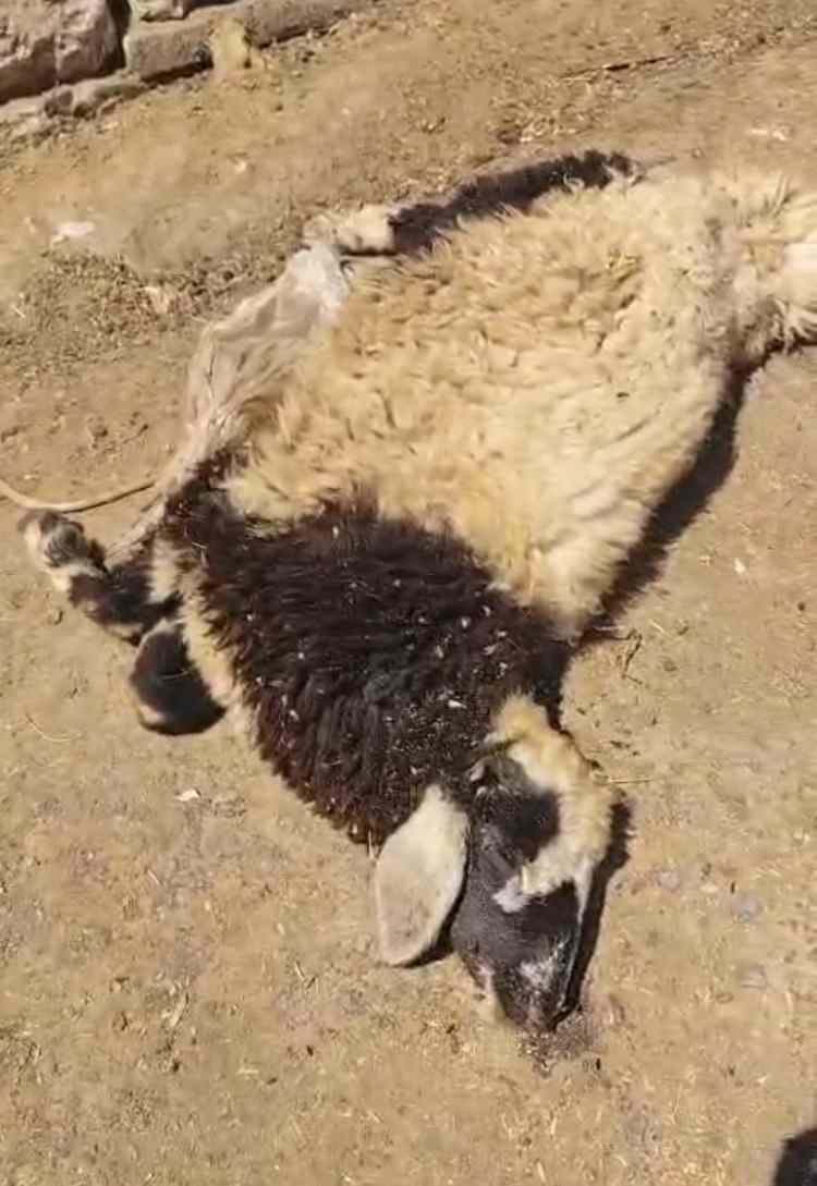 <p><span style="color:#A52A2A"><strong>YILANLAR TARAFINDAN ISIRILAN BİR KOYUN DA TELEF OLDU&nbsp;</strong></span></p>

<p>&nbsp;</p>

<p>Yılanların rahat bir şekilde hareket ettiğini s&ouml;yleyen &Ouml;zmen, <strong><em>"Yılanlar artık o kadar rahat hareket ediyor ki, evin &ccedil;atı altında bulunan kuşların yuva yaptığı deliklere kadar giriyorlar. Bug&uuml;ne kadar yılanların ısırdığı bir koyunumuz ve &ccedil;ok sayıda g&uuml;vercin de telef oldu. Maddi ve manevi olarak t&uuml;kendik." </em></strong>dedi.</p>

