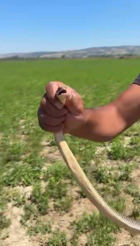 <p>Kırsal Deydinler Mahallesi&rsquo;ndeki tarlasını trakt&ouml;rle s&uuml;ren &ccedil;ift&ccedil;i Mensur &Ouml;&ccedil;al, yılan g&ouml;r&uuml;nce trakt&ouml;r&uuml;n&uuml; durdurdu.</p>
