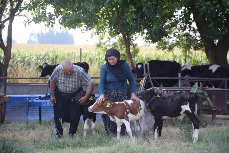 <p>Buzağılarını anne s&uuml;t&uuml;ne ek olarak biberonla da besleyen &ccedil;ift, yavrulara &ouml;zenle bakıyor.</p>
