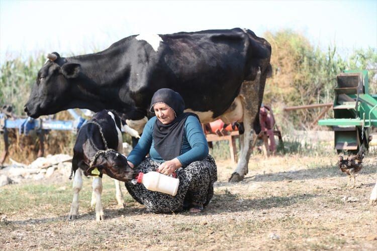 <p>Avşar, buzağılara bebek gibi baktıklarını ifade ederek,<strong><em> "Her biri bebek gibi. Ben ve hanım, gece 12'de, 1'de kalkıp a&ccedil; kalmasınlar diye onları besliyoruz. Biberonla s&uuml;t veriyoruz. &Ouml;zel peynir suyu var, onu veriyoruz. Şekerli &ccedil;ay veriyorum. Hanımımdan Allah razı olsun, 3 &ccedil;ocuk yetiştiriyor."</em></strong> dedi.</p>
