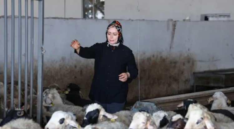 <p>Elazığ'da &ccedil;iftlik kuran 3 &ccedil;ocuk annesi Nurcan Fıratoğlu (43), Tarım ve Kırsal Kalkınmayı Destekleme Kurumunun (TKDK) hibe desteğiyle 500 baş kapasiteli k&uuml;&ccedil;&uuml;kbaş besi &ccedil;iftliği kurdu.</p>
