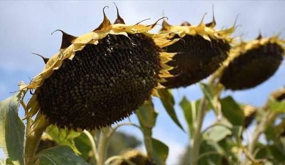 <p>KKTC &Ccedil;alışma ve Sosyal G&uuml;venlik Bakanlığı tarafından yapılan a&ccedil;ıklamada, Meteoroloji Dairesi&rsquo;nin y&uuml;ksek hava sıcaklığı tahminleri ile &ccedil;alışanların sağlık ve g&uuml;venliğinin korunması amacıyla, 22/1992 sayılı İş Yasası&rsquo;nın 36&rsquo;ncı maddesi uyarınca yeni bir d&uuml;zenleme yapıldığı bildirildi. A&ccedil;ıklamada 5 <strong>Ağustos 2026 ile 15 Ağustos 2026 tarihleri arasında 12.00 ile 16.00 saatleri arasında a&ccedil;ık havada ve s&uuml;rekli g&uuml;neş altında &ccedil;alışma yapılmasının yasaklandığı</strong> kaydedildi.&nbsp;</p>
