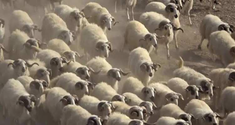<p>Hırsızlık olayında &ccedil;oban ile ş&uuml;phelilerin &ouml;nceden anlaştığının ortaya &ccedil;ıktığını belirten Akkaya, <em><strong>"Jandarma ekiplerimiz ve k&ouml;y halkımız &ccedil;ok b&uuml;y&uuml;k m&uuml;cadele verdi. Irmak Jandarma Komutanlığımıza, Alay Komutanımıza ve B&ouml;l&uuml;k Komutanımıza teşekk&uuml;r ediyoruz. Onların sayesinde hayvanlar bulundu, su&ccedil;lular da cezalarını buldu."</strong></em> diye konuştu.</p>

<p>&nbsp;</p>

<p>KAYNAK: İHA</p>
