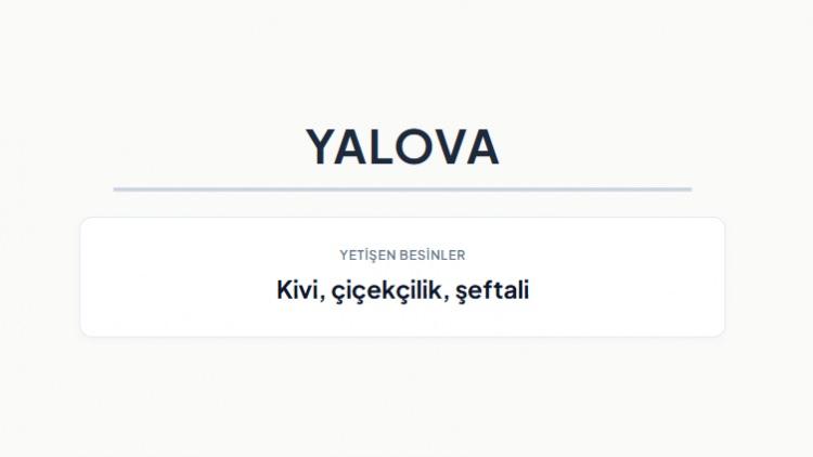 <p><strong>YALOVA</strong></p>

