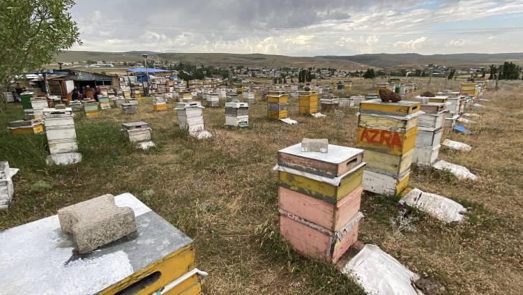 <p>Meteoroloji Genel M&uuml;d&uuml;rl&uuml;ğ&uuml;&rsquo;n&uuml;n fırtına, dolu ve yağmur yağışı uyarısı yaptığı Kars&rsquo;ta arıcılar, kovanların kapaklarının a&ccedil;ılmaması i&ccedil;in &uuml;zerlerine iri taşlar koyarak tedbir aldı.<span style="color:#A52A2A"><strong><em> İşte bu basit tedbirin bilinmeyen faydaları...</em></strong></span></p>
