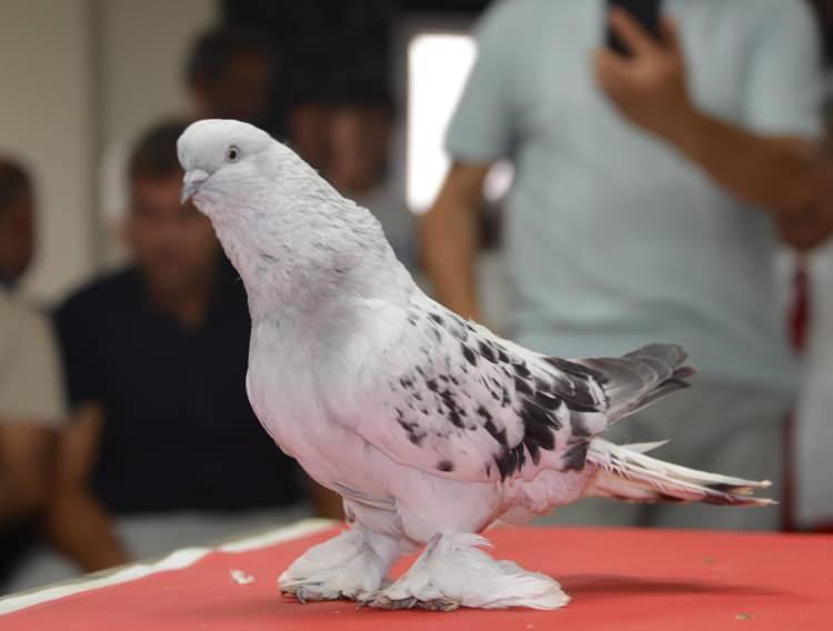 <p>Erzurum Hizmeti&ccedil;i Eğitim Enstit&uuml;s&uuml;'nde, Şebap G&uuml;vercin Federasyonu tarafından hazırlanan "T&uuml;rkiye Şebap G&uuml;vercin Sergisi", T&uuml;rkiye'nin yanı sıra yurt dışından gelen kuş tutkunlarının katılımıyla d&uuml;zenlendi.</p>

<p>&nbsp;</p>
