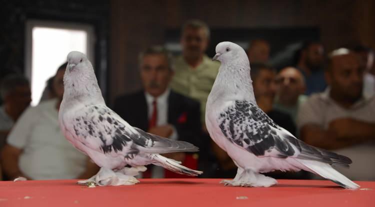 <p>Anadolu'da yetiştirilen ve ender g&uuml;vercin ırkları arasında g&ouml;sterilen şebap g&uuml;vercinleri, Erzurum'da sergilendi.</p>

<p>&nbsp;</p>
