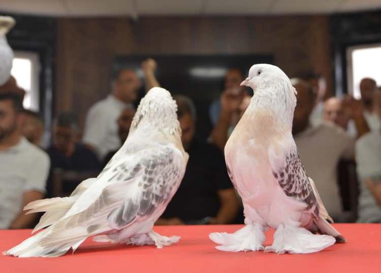 <p>Budak, T&uuml;rkiye ve Avrupa genelinde yılda bir festival yaptıklarını hatırlatarak, şunları kaydetti:</p>

<p>&nbsp;</p>
