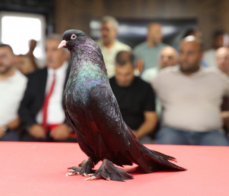 <p>&Ouml;zel olarak beslenerek yetiştirilen ve ender g&uuml;vercin ırkları arasında g&ouml;sterilen şebap g&uuml;vercinleri, g&uuml;zelliklerinin yanında y&uuml;ksek fiyatlarıyla da dikkati &ccedil;ekiyor.</p>

<p>&nbsp;</p>
