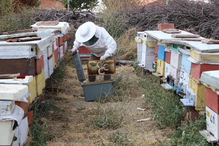 <p>İ&ccedil;inde binlerce arının bulunduğu kovanlarının sayısı 35'e ulaşan evli ve 2 &ccedil;ocuk babası &Ccedil;alışkan, en kaliteli balı yetiştirmeye &ccedil;abalarken bir kovandaki petek &ccedil;ıtalarına da şekil vermeyi planladı.</p>
