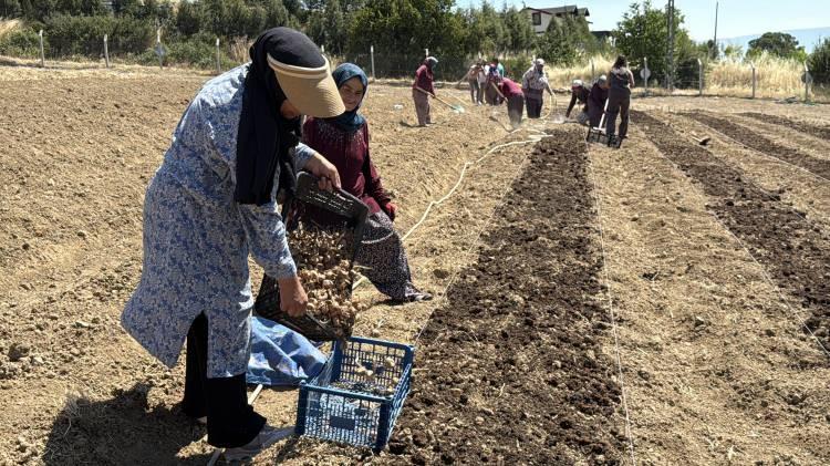 <p>Tarihi Safranbolu'ya ismini veren mor &ccedil;i&ccedil;ekli bitki safran; yemeklerde kullanılırken, antioksidan &ouml;zellikleri sayesinde sağlık dostu olarak biliniyor.&nbsp;</p>
