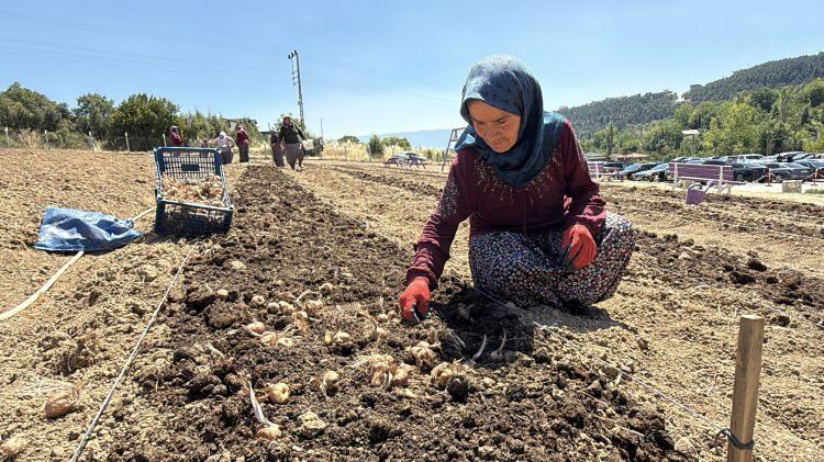 <p>Karab&uuml;k'&uuml;n Safranbolu il&ccedil;esine ismini veren safranın ekimi başladı. Safranbolu Ticaret ve Sanayi Odası <strong><em>Başkanı Erol Altuntepe, <span style="color:#A52A2A">"Ge&ccedil;tiğimiz sezon 650 bin lira civarındaydı kilosu."</span></em></strong> dedi. Yeni fiyat i&ccedil;in a&ccedil;ıklama yapılacak.</p>
