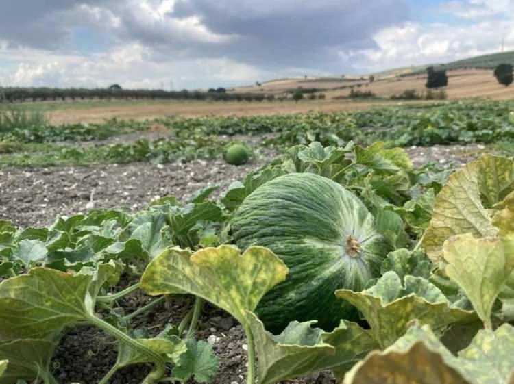 <p><em>Bursa&rsquo;da 46 yıldır ata tohumuyla yetiştirilen yerli beyaz kavunda hasat s&uuml;r&uuml;yor. Dış g&ouml;r&uuml;n&uuml;ş&uuml; nedeniyle hırsızların kelek sanarak &ccedil;almadığı kavun, bu &ouml;zelliği nedeniyle halk arasında &ldquo;hırsız almaz&rdquo; olarak biliniyor. İ&ccedil;ini g&ouml;renleri şaşırtan beyaz kavun, kendine &ouml;zg&uuml; aroması ve lezzetiyle de dikkat &ccedil;ekiyor.&nbsp;</em></p>
