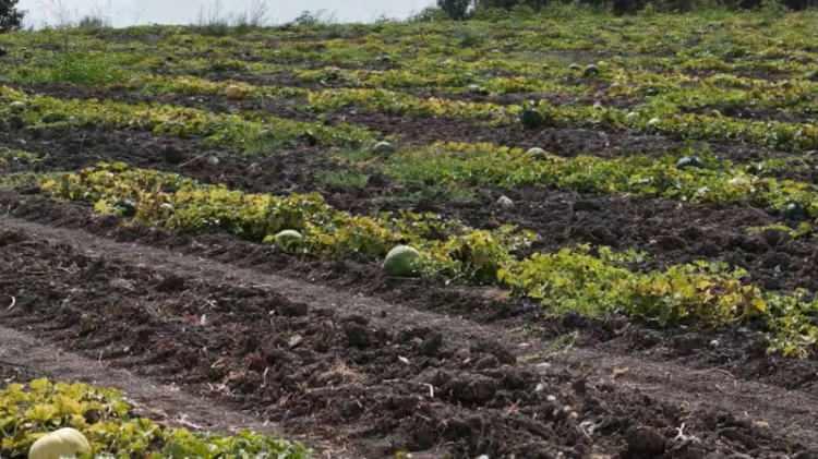 <p>Konaklı Mahallesi'nde kavunun yanı sıra zeytin, siyah incir, ay&ccedil;i&ccedil;eği ve buğday da &uuml;retildiğini, Nil&uuml;fer il&ccedil;esinde &uuml;retilen Gemlik tipi sofralık zeytinlerin y&uuml;zde 40'ının da mahallede yetiştirildiğini s&ouml;yleyen Tosun, <em>&ldquo;Bu topraklarda yaklaşık 700 yıldır tarım &uuml;retimi ger&ccedil;ekleşmekte. Zaman i&ccedil;erisinde &ccedil;eşitli &uuml;r&uuml;n varyasyonlarıyla kavuna kadar gelmişiz. Daha &ouml;nceki yıllarda ipek b&ouml;cek&ccedil;iliği, t&uuml;t&uuml;n, buğday, ay&ccedil;i&ccedil;eği &uuml;retimi yapılırken yaklaşık 40 yıldır kavun &uuml;retimi yapmakta mahallemiz. &Uuml;reteceğiz ve &uuml;rettiklerimizi de yeni nesillere bilgi olarak aktaracağız ki yeni nesiller de bu &uuml;retimi ger&ccedil;ekleştirebilsinler. Kavun yan &uuml;r&uuml;n olarak &uuml;rettiğimiz &uuml;r&uuml;nlerden bir tanesi"</em> dedi.&nbsp;</p>
