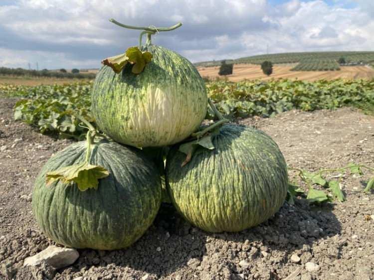 <p>Dış g&ouml;r&uuml;n&uuml;ş&uuml; kabağa veya olmamış bir meyveye benzediği i&ccedil;in hırsızların kelek sanıp, &ccedil;almaya tenezz&uuml;l etmediği, bu nedenle de halk arasında 'hırsız almaz' adıyla bilinen beyaz kavunda hasat devam ediyor.&nbsp;</p>

<p>&nbsp;</p>
