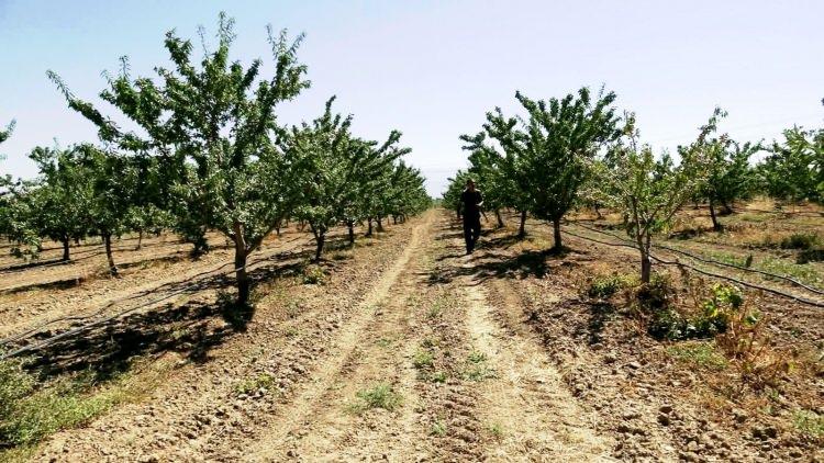 <p>Badem yetiştiriciliğinin maliyetleri hakkında da bilgi veren Habanoğlu, şunları kaydetti:&nbsp;</p>

<p>&nbsp;</p>

<p><strong><em>&ldquo;Eyl&uuml;l ayının sonunda hasat edeceğiz. Diğer meyveler gibi iş&ccedil;iliği zor değil, kolay. Bunun yeni teknolojide makineli hasadı da var.&nbsp;</em></strong></p>
