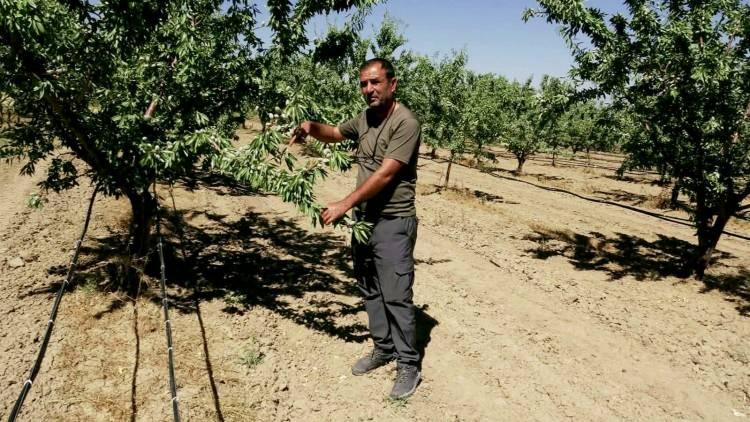 <p>Zamanla habisi mesleğine d&ouml;n&uuml;şen &Uuml;nal Habanoğlu, yeni diktiği badem ağa&ccedil;ları ile birlikte 4<span style="color:#A52A2A"><strong><em>00 d&ouml;n&uuml;m arazi &uuml;zerinde 20 bin ağaca ulaştı.</em></strong></span></p>
