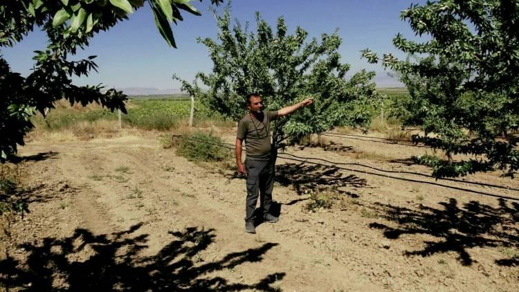 <p><strong><em>&Uuml;r&uuml;n&uuml; sattım, satamadım, oldu, olmadı gibi bir kaygısı, endişesi hi&ccedil; kimsenin olmasın. Raf &ouml;mr&uuml; &ccedil;ok. Bu Makako cinsinin lezzeti, aroması burada iklim, Erciyes'in havasından dolayı &ccedil;ok lezzetli. Kavurmaya yani bir işlemden ge&ccedil;mesine gerek yok.</em></strong></p>

<p>&nbsp;</p>

<p><strong><em>&Ccedil;iğ yemek daha faydalı ve daha lezzetli. &Ouml;yle de t&uuml;ketilmesini &ouml;neriyorlar. Ufak bir &uuml;retim yapmıştım, i&ccedil; tesisini kurdum. Şimdi bunu kuruyemiş haline getiriyorum.&rdquo;</em></strong></p>
