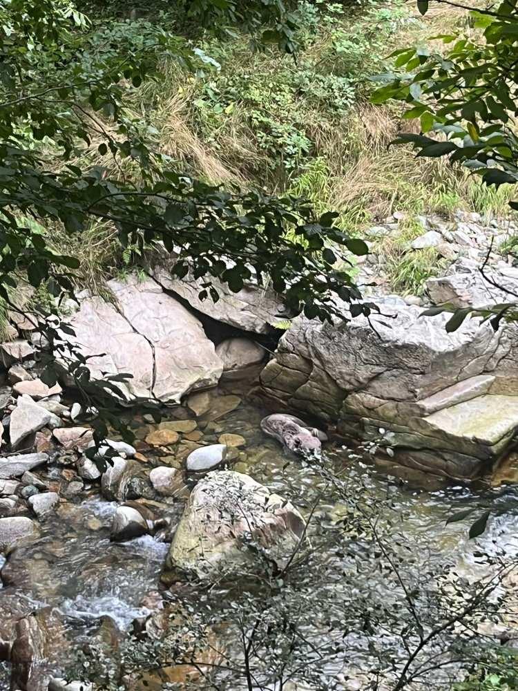 <p>&nbsp;B&ouml;lgeye gelen ekipler ve vatandaşlar, dere yatağında bulunan yavru ayıyı kendi imk&acirc;nlarıyla mavi branda i&ccedil;erisine alarak g&uuml;venli bir şekilde dereden &ccedil;ıkardı.</p>
