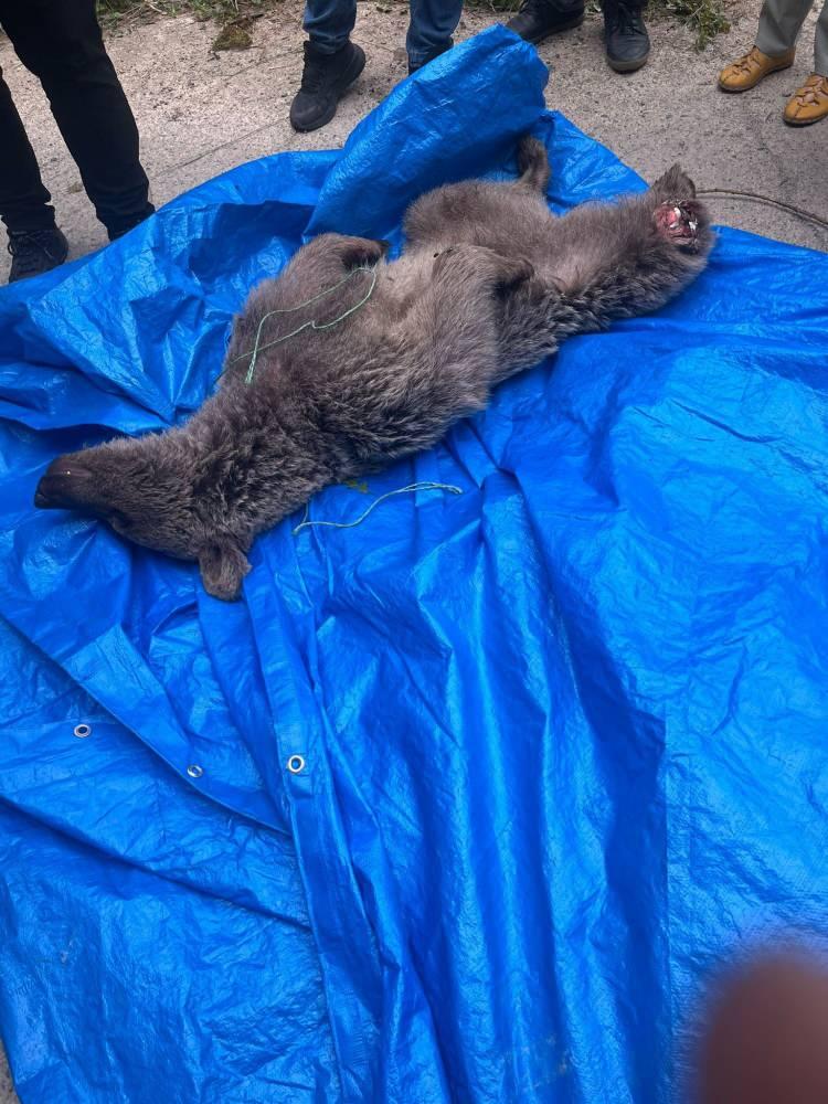 <p>Yetkililer tarafından bakımı ve sağlık kontrolleri yapılacak olan yavru ayının, yeniden doğal yaşam alanına bırakılacağı &ouml;ğrenildi.</p>

<p>&nbsp;</p>

<p><em><strong>Kaynak: İHA&nbsp;</strong></em></p>

