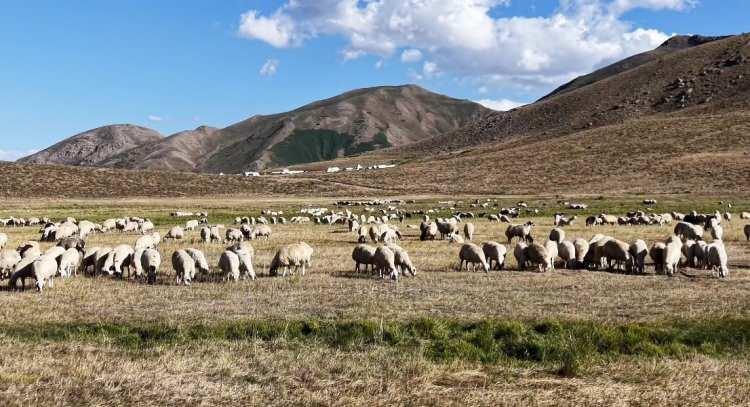 <p>Tunceli'de ge&ccedil;en yıl 130 bin TL'ye kadar y&uuml;kselen &ccedil;oban &uuml;cretleri bu yıl 150 bin TL'yi buldu. Y&uuml;ksek &uuml;cretlere rağmen &uuml;reticiler tarafından aranan &ccedil;obanlar yine bulunamadı. &Uuml;reticinin anlattığı <span style="color:#A52A2A"><strong><em>"yabancı"</em></strong></span> ve <span style="color:#A52A2A"><strong><em>"azalma"</em></strong></span> detayı dikkat &ccedil;ekti.&nbsp;</p>
