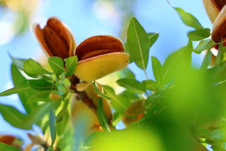 <p>Ge&ccedil;en yıl yaşanan don olayı nedeniyle b&ouml;lgede rekolte alınamadığını hatırlatan &Ouml;ren, bu sezon ise rekoltenin genel olarak iyi olduğunu fakat aynı bakım şartlarına sahip yan yana ağa&ccedil;larda bile farklı verimlerin g&ouml;zlendiği dengesiz bir &uuml;retim sezonu yaşandığını ifade etti.&nbsp;&nbsp;</p>
