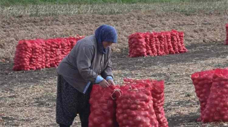 <p>Amasya&rsquo;nın Suluova il&ccedil;esinde yaklaşık bir asırdır &uuml;retilen coğrafi işaret tescilli Suluova soğanında hasat mesaisi başladı. Kışlık olarak yetiştirilen ve uygun koşullarda yaklaşık 6 ay muhafaza ediliyor.</p>
