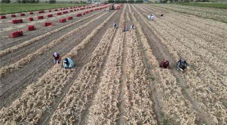 Asırlardır devam eden hasat: Tarlada 15 lirayı buldu, kapanın elinde kaldı!