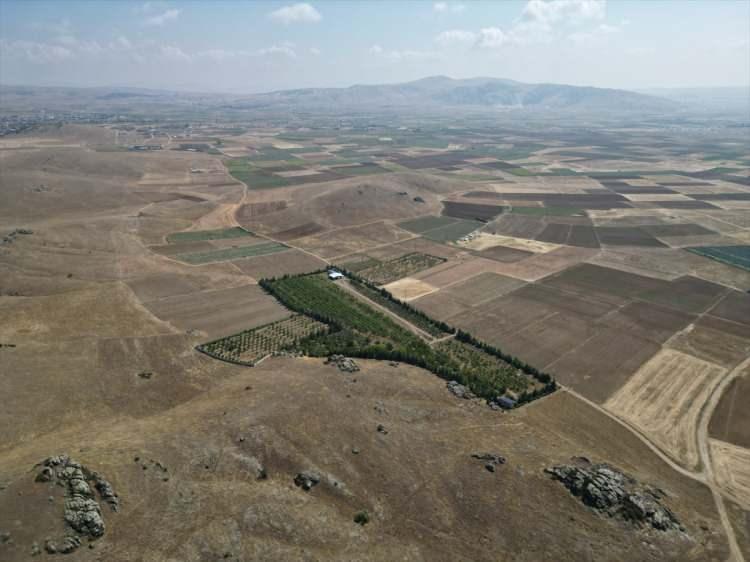 <p>Burada tankerle getirdiği suyla fidanları b&uuml;y&uuml;ten G&uuml;nd&uuml;z, zamanla farklı iklimlere &ouml;zg&uuml; meyvelerin &uuml;retimi i&ccedil;in arazisini 42 dekara &ccedil;ıkardı.</p>
