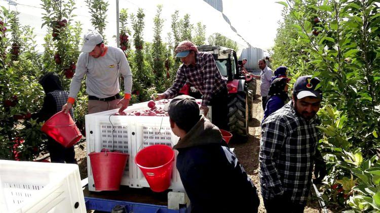 <p>Erciyes'ten esen r&uuml;zgar nedeniyle farklı bir aroması olan ve 4 farklı &uuml;lkeye ihra&ccedil; edilen Yeşilhisar elması, d&uuml;nya mutfağına da lezzet katıyor.</p>

<p>Elma &uuml;reticisi &Uuml;nal Habanoğlu (56),<em><strong> "Yeşilhisar b&ouml;lgesinde yaklaşık 32 bin d&ouml;n&uuml;m elma bah&ccedil;esi var. Yeşilhisar b&ouml;lgesinde 120 bin ton elma &uuml;retimi bekleniyor" </strong></em>dedi.</p>
