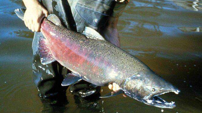 <p><span style="color:#B22222"><strong>10. ALASKA SOMONU</strong></span></p>

<p>Puan: 4.6</p>
