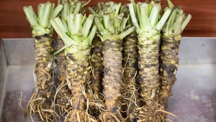<p><em><strong>Geleneksel tarıma alternatif arayan &uuml;reticiler, y&uuml;ksek kazan&ccedil; potansiyeli sunan &ouml;zel &uuml;r&uuml;nlere y&ouml;neliyor. Mavi alg &ouml;z&uuml;t&uuml;n&uuml;n kilogramı 5 bin dolara ulaşırken, ger&ccedil;ek Wasabi k&ouml;k&uuml; ve su mercimeği gibi &uuml;r&uuml;nler de tarımda yeni bir kazan&ccedil; kapısı aralıyor.</strong></em></p>
