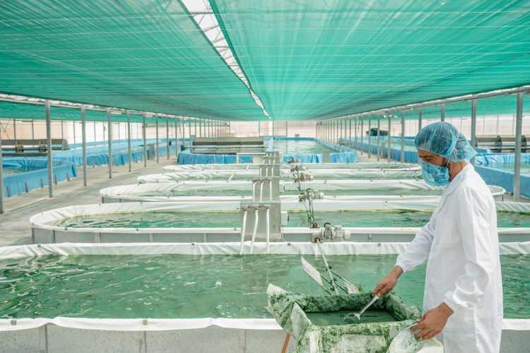 <p>Sanal pazarın ve end&uuml;strinin son d&ouml;nemdeki en değerli hammaddelerinden biri olan mavi alg &ouml;z&uuml;t&uuml; (Phycocyanin), sentetik renklendiricilerin yerini alan doğal bir alternatif olarak &ouml;ne &ccedil;ıkıyor.&nbsp;</p>

