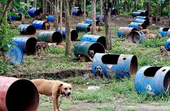 Filipinler`de köpek dövüşlerinden kurtarılan köpekler kahve tarlasına yerleştirildi. 