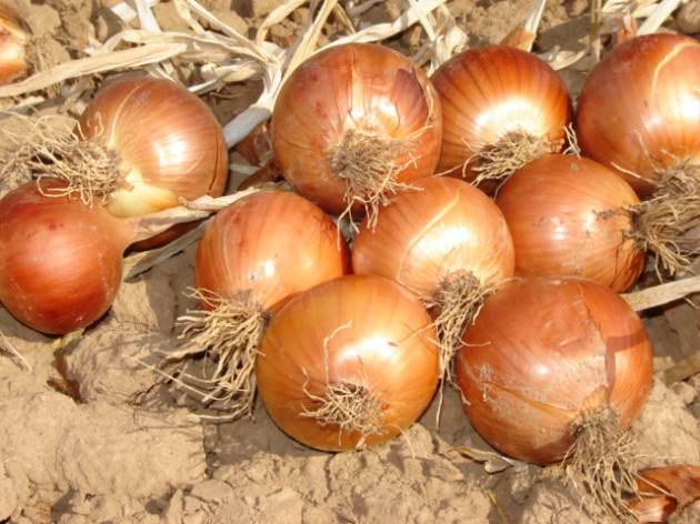 Soğan yemekten çekinmeyin. 