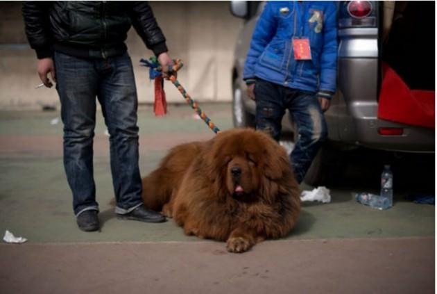 Mastiff'ler geçmişte Orta Asya ve Tibet bölgesinde avcılık için kullanılan sadakatleri ve koruyucu özellikleriyle ün yapmış bir tür.