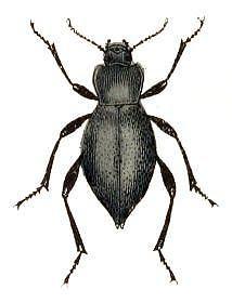 <p>Arkansas'ta b&ouml;cekleri &ouml;ld&uuml;rmek yasaktır.</p>