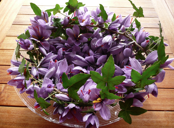 Safranbolu il&ccedil;esiyle &ouml;zdeşleşen, ağırlığının 100 bin katı kadar sıvıyı sarıya boyayabilen, 80 bin &ccedil;i&ccedil;ekten sadece yarım kilogram &uuml;retilebilen, boya, yemek, kozmetik, ila&ccedil;, sa&ccedil; ve gıda gibi bir&ccedil;ok alanda kullanıldığı i&ccedil;in "mucize bitki" olarak adlandırılan safranın &uuml;retiminde artış hedefleniyor.