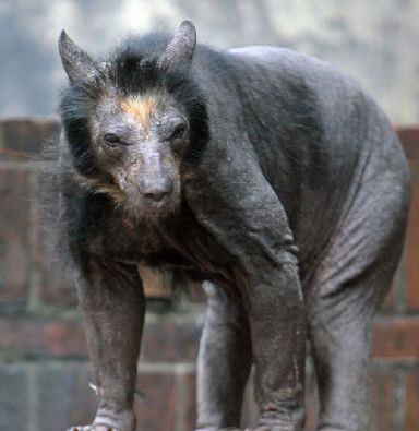 Almanya'nın Leipzig Hayvanat Bah&ccedil;esi'ndeki Dolares adlı bu ayıyı tanınmaz hale getiren ise t&uuml;ylerinin d&ouml;k&uuml;lmesi.