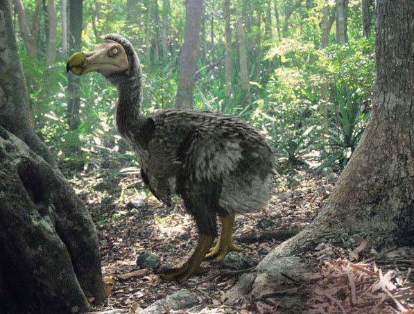 <p>10 - Dodo: Soyu tükenen hayvanların en ünlüsü (17. Yüzyılın sonlarına doğru) Dodo (Raphus cucullatus) Mauritius adasında yaşamış uçamayan bir tür kuştur. Güvercin ve kumrularla akrabalığı olan dodo, yaklaşık bir metre boyundaydı, meyveler ile beslenir ve yuvasını yere yapardı</p>
