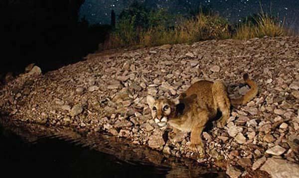 <p>İlk digital kamera hilesi National Geographic fotoğrafçılarından George Steinmetz, Güney Amerika dağ aslanını görüntülerken küçük bir ekleme yaptı. Kaynak: Dünyanın ilk fotoğraf çekimleri fotoğraf tarihi fotoğraf belgeseli</p>