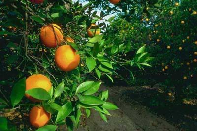 <p>Turunçgiller: İnsanlardaki çeşitli kanserlere karşı etkilidirler. Özellikle portakal, limon ve greyfurt ,vitamin C, folat ve lif kaynağıdır.</p>