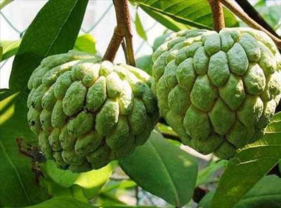 <p>Hint Ayvası-Sugar Apple: Anavatanı Tropik Amerika bölgeleri ama aynı zamanda Pakistan, Hindistan ve Filipinler'de de yaygın olarak yetişiyor. Huni şeklinde ananasa benzeyen meyve 20 cm çapa kadar büyüyebiliyor. Yumrulu ve sert kabuğunun altında meyvenin güzel kokulu eti bulunur. İçinde birkaç çekirdeği var ve tadı vanilyayı andırıyor.</p>