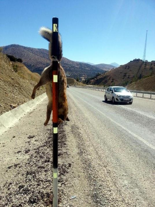 <p>Yaklaşık 2 metrelik bir çubuğa asılan tilki, görenlerin kanını dondurdu.</p>
