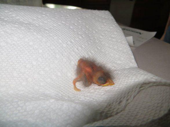 <p>2. G&uuml;n: Dumpling adı verilen bebek kuşun &uuml;ş&uuml;memesi i&ccedil;in gerekli &ouml;nlemler alındı.</p>
