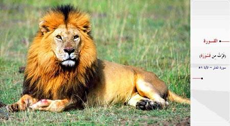 <p><strong>ASLAN</strong><br /> “Aslandan kaçmaktalar.” (Müddessir / 51)</p>