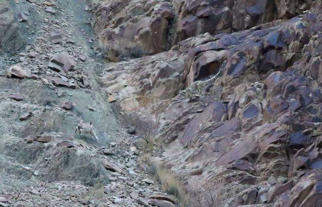 K&uuml;rk&uuml; ile Himalaya dağlarının adeta bir par&ccedil;ası gibi g&ouml;r&uuml;nen leoparları fotoğrafta bulmak neredeyse imkansız...