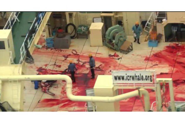 Japonya'nın &uuml;nl&uuml; balina koruma sivil kuruluşlarından İCR'ye ait gemide bulunan &ouml;l&uuml; balina leşleri yeni bir skandalın patlak vermesine neden oldu. Deniz g&uuml;venlik helikopteri tarafından &ccedil;ekilen g&ouml;r&uuml;nt&uuml;lerde balina savunucuları olarak bilinen kuruma ait geminin g&uuml;vertesinde kanlar i&ccedil;erisinde 3 balina &ouml;l&uuml;s&uuml;n&uuml;n g&ouml;r&uuml;nt&uuml;lendiği ve balinaların vahşice katledildiği g&ouml;r&uuml;l&uuml;yor.